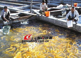提高漁用飼料養(yǎng)殖效果應(yīng)注意的幾個(gè)問題